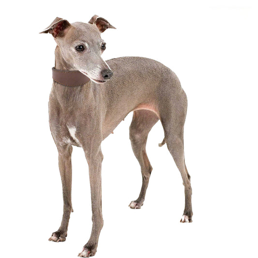 brown wide leather dog collar shown on dog, highlighting comfort and stylish fit