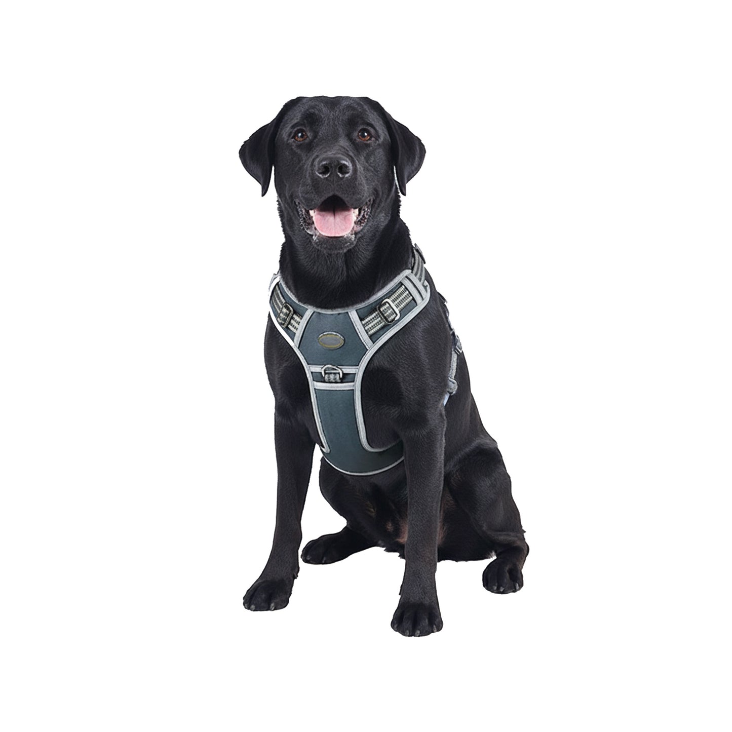 Dog wearing gray no-pull harness, designed for large breeds, featuring adjustable straps for a secure and comfortable fit