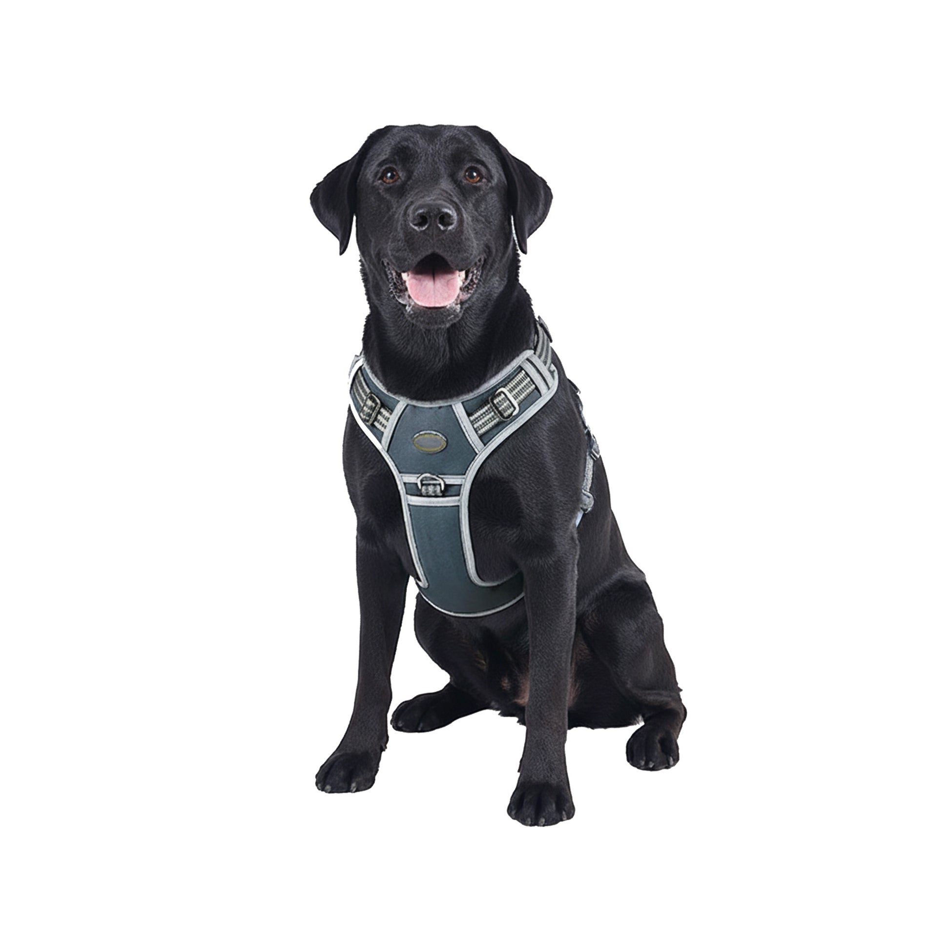 Dog wearing gray no-pull harness, designed for large breeds, featuring adjustable straps for a secure and comfortable fit