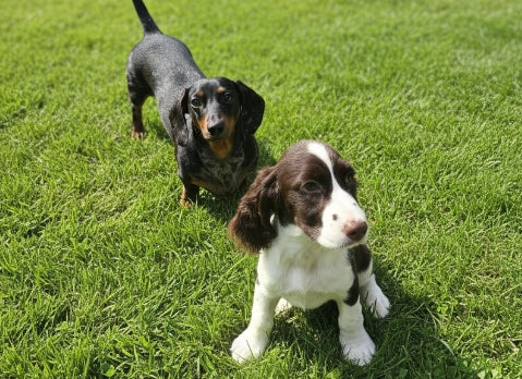 Dog Feeding Guide : How Much to Feed Your Dog